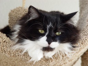 best cat litter for long haired cats