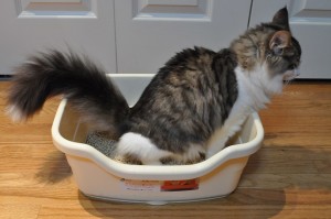 cat using litter box