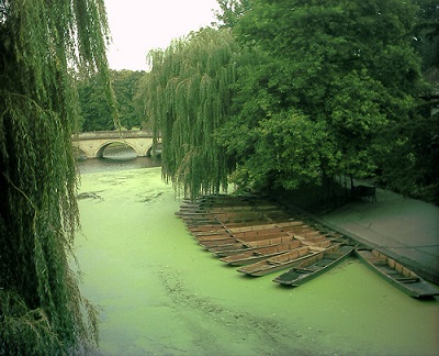 pond-algae-cat-litter