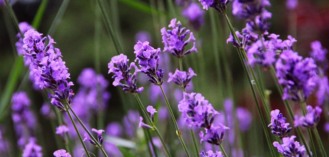 lavender cat litter scent