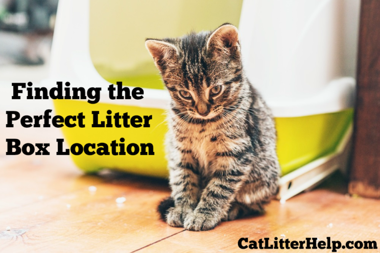 Secrets and Tips for Finding the Perfect Litter Box Location