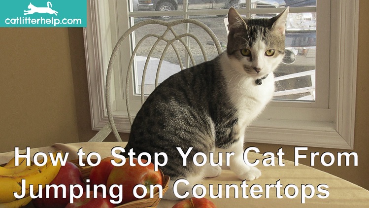 how to stop your cat from jumping on countertops